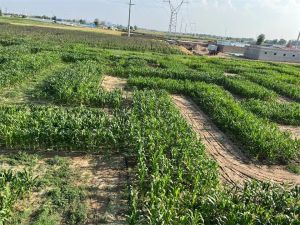 我司位于烏蘭計(jì)三村玉米種植地